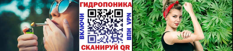 Каннабис OG Kush Светогорск